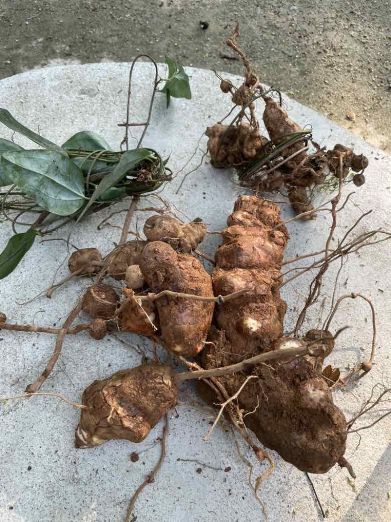 海南白沙野生土茯苓