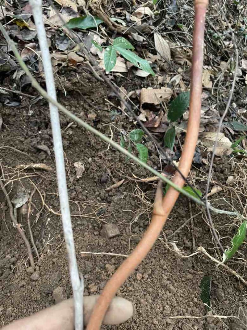 海南白沙野生土茯苓