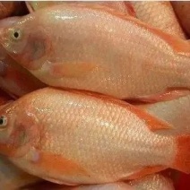 家中有1万斤左右的彩虹鲷，有意者可以与我联系