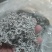 张家界自产自销，无农残莓茶