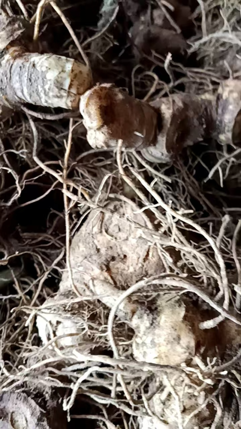 纯野生多花倒苗黄精