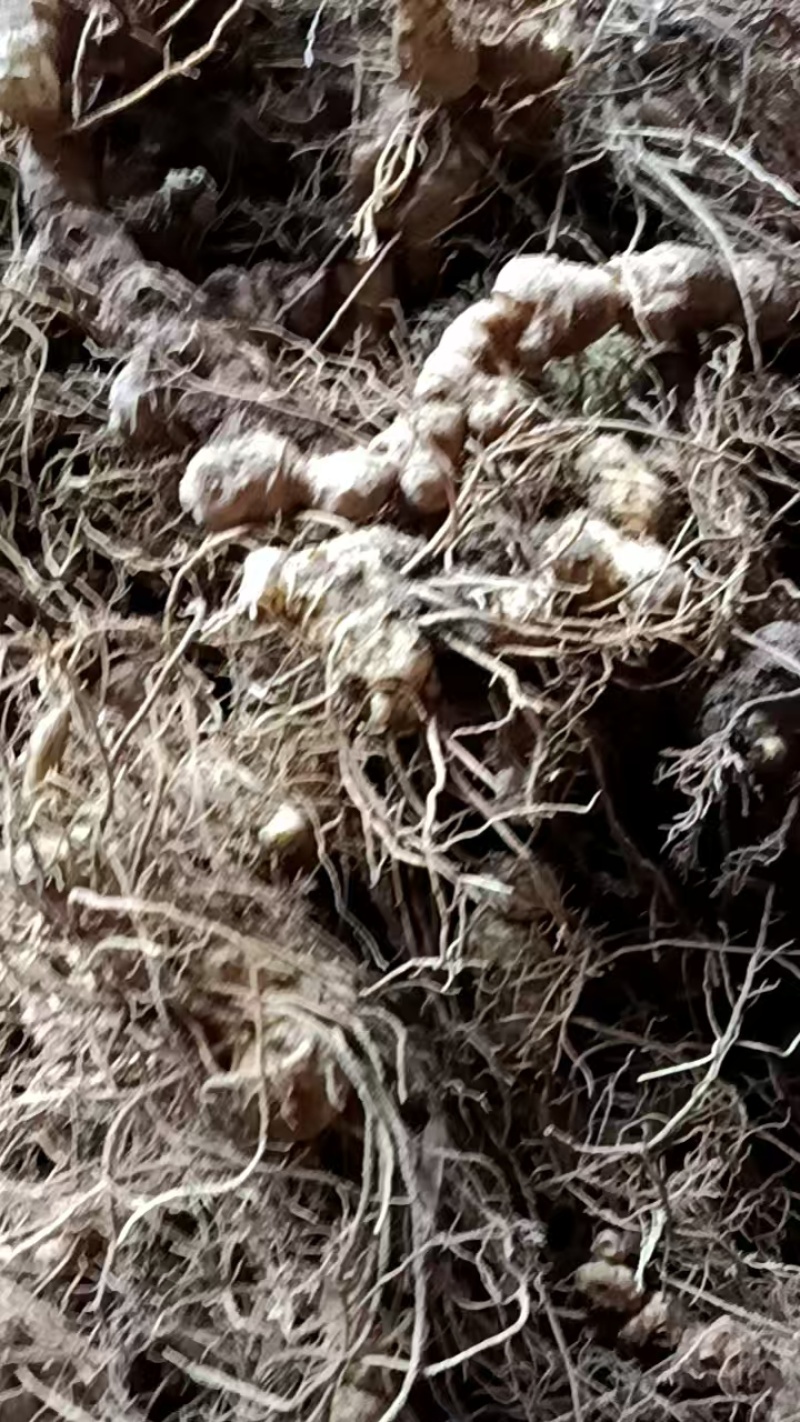 纯野生多花倒苗黄精