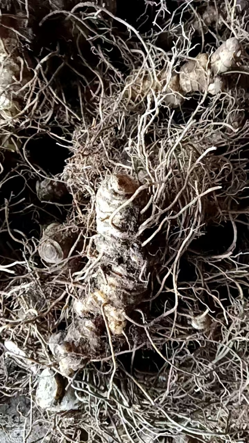 纯野生多花倒苗黄精