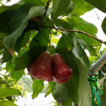 莲雾