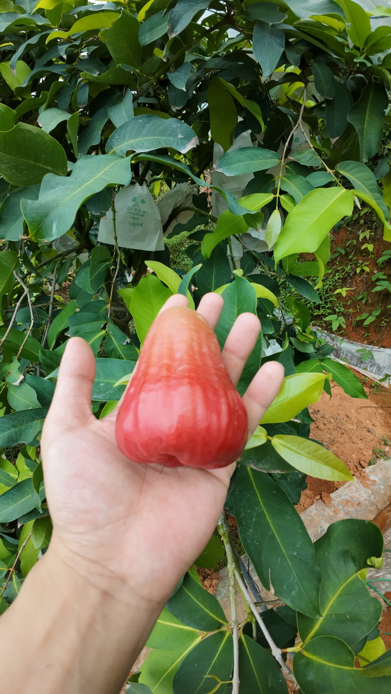 莲雾