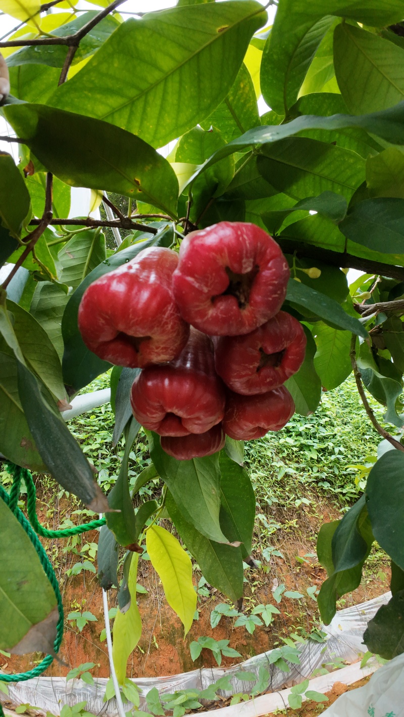莲雾