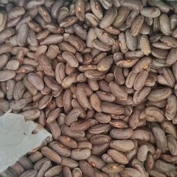 九粒白豆角籽
