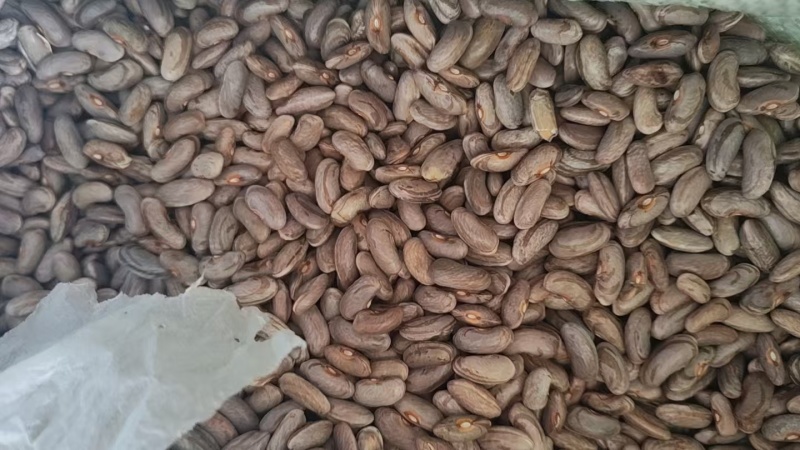 九粒白豆角籽