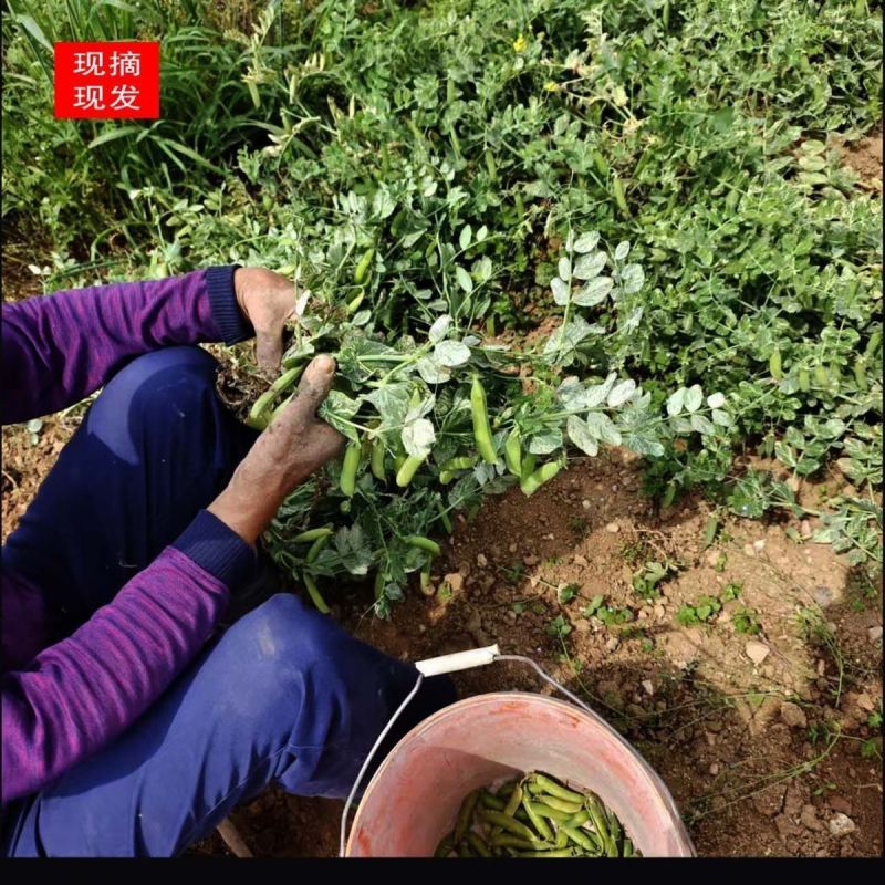 自产自销，现摘的新鲜豌豆