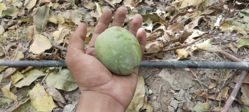 新疆阿克苏纸皮核桃。新2和185