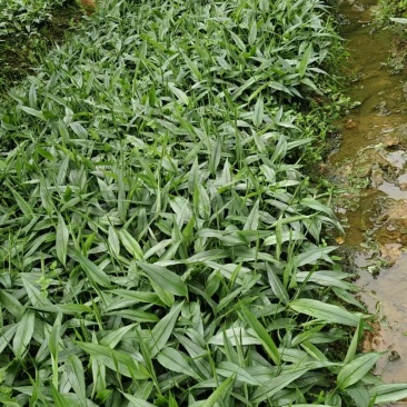 基地直销正宗益智苗，品种纯正，根系发达成活率高，易管理挂