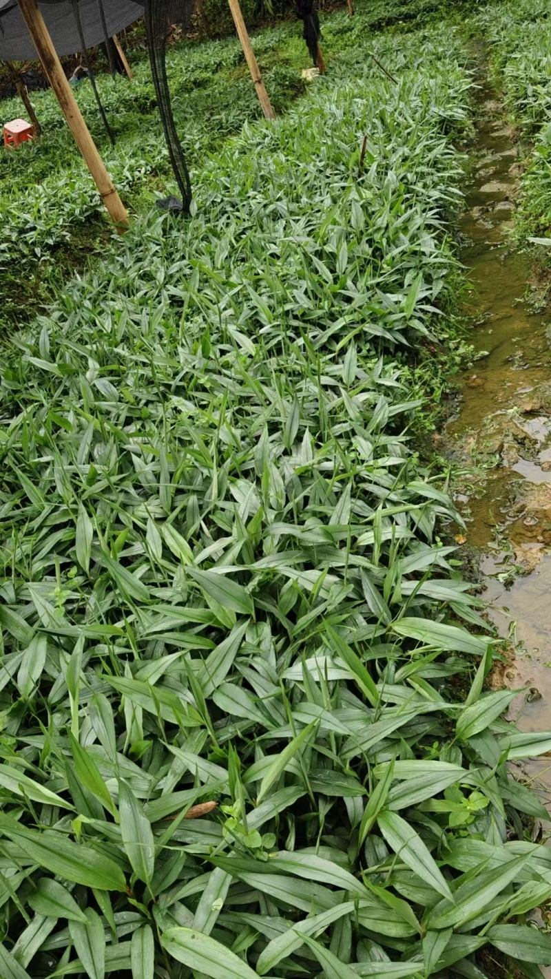 基地直销正宗益智苗，品种纯正，根系发达成活率高，易管理挂