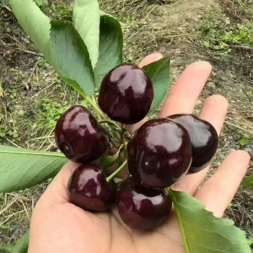 车厘子，黑珍珠，大美早，