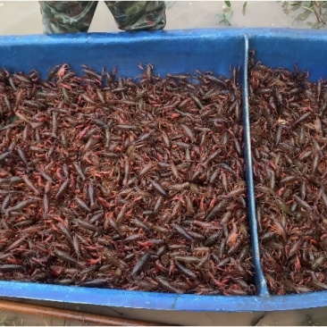 小龙虾