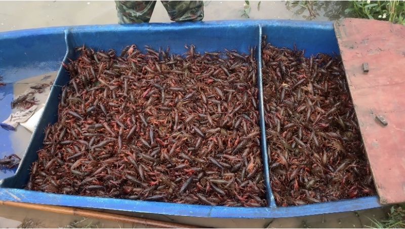 小龙虾