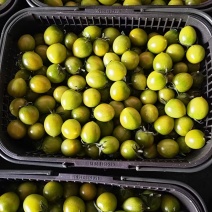 番茄