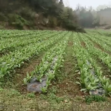 贡菜
