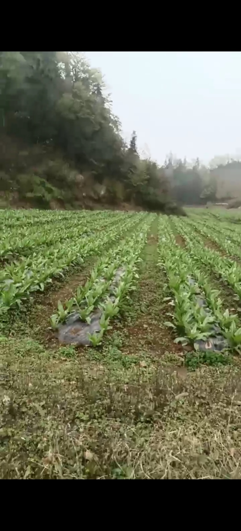 贡菜
