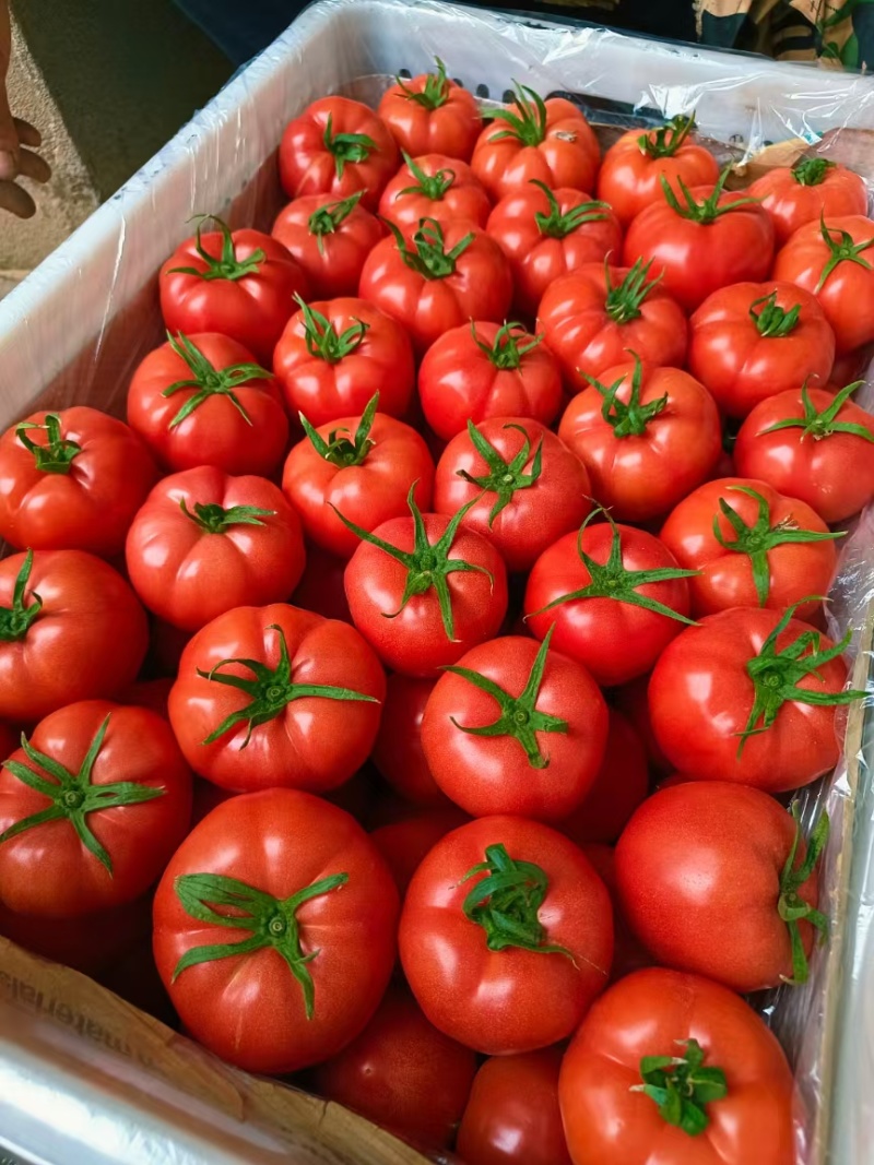 普罗旺斯西红柿🍅