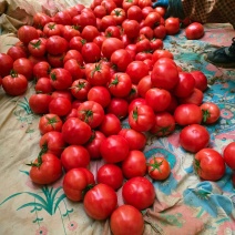 普罗旺斯西红柿🍅