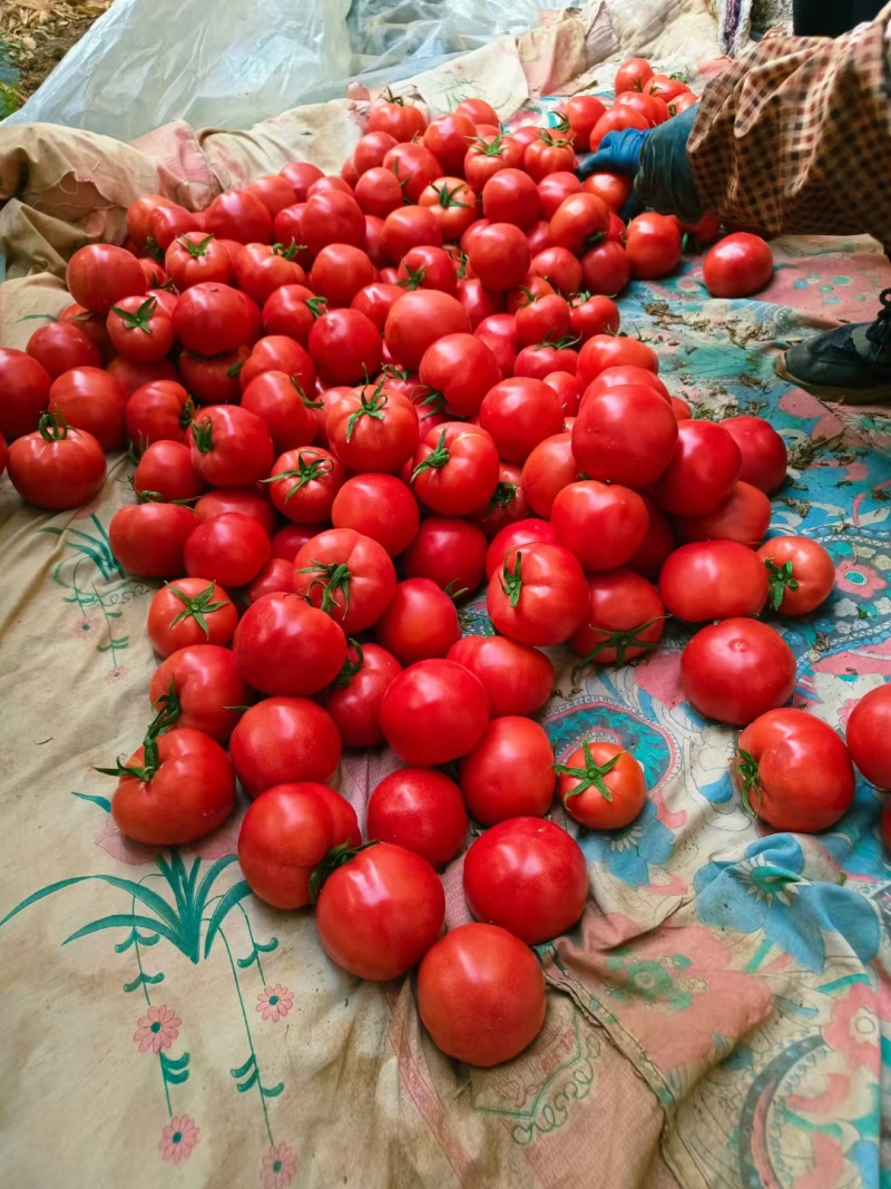 普罗旺斯西红柿🍅