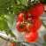 普罗旺斯西红柿🍅