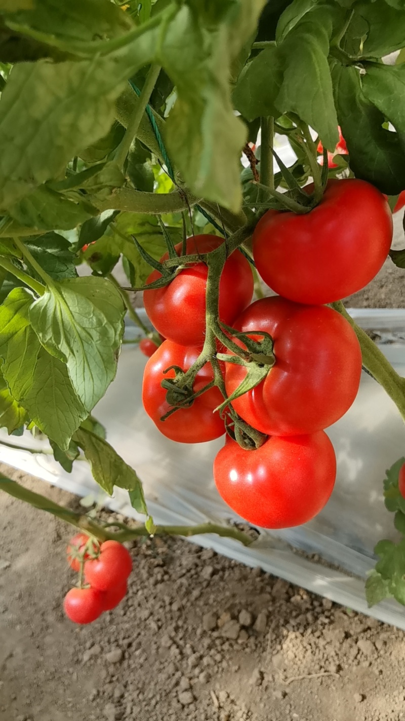 普罗旺斯西红柿🍅