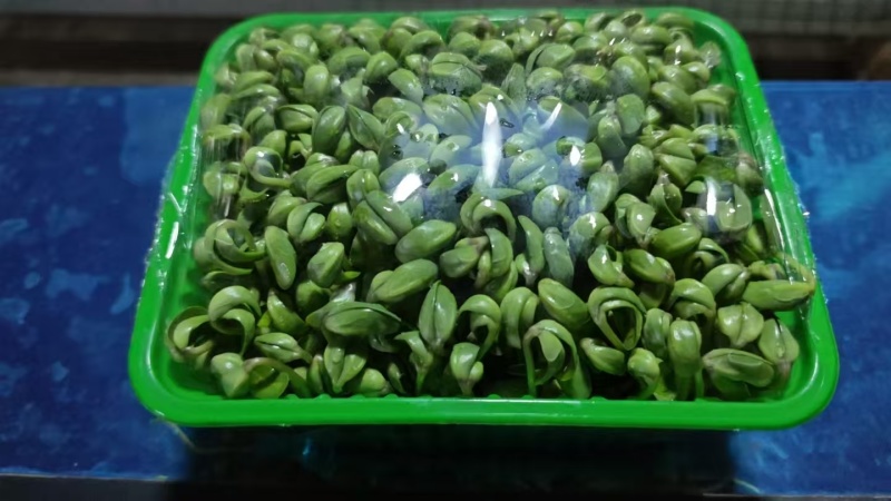 豌豆苗