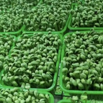 豌豆苗