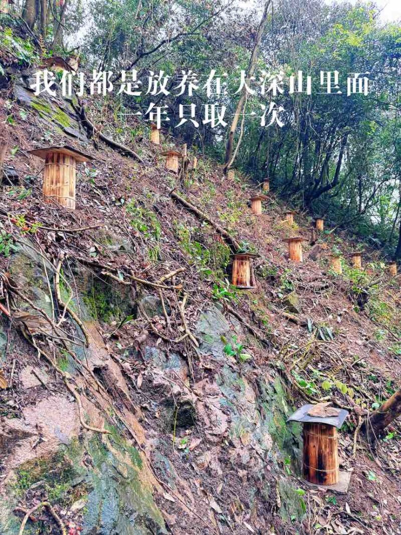 农家深山悬崖土蜂蜜古一年只取一次古法压榨假一赔十
