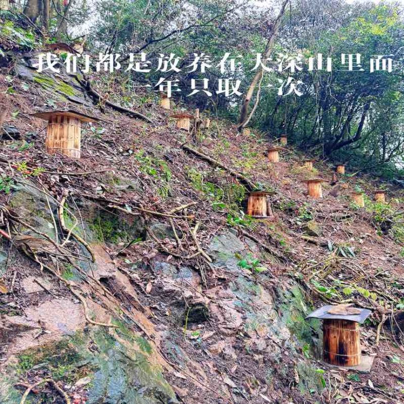 农家深山悬崖土蜂蜜古一年只取一次古法压榨假一赔十