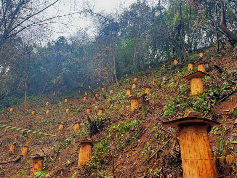 农家深山悬崖土蜂蜜古一年只取一次古法压榨假一赔十
