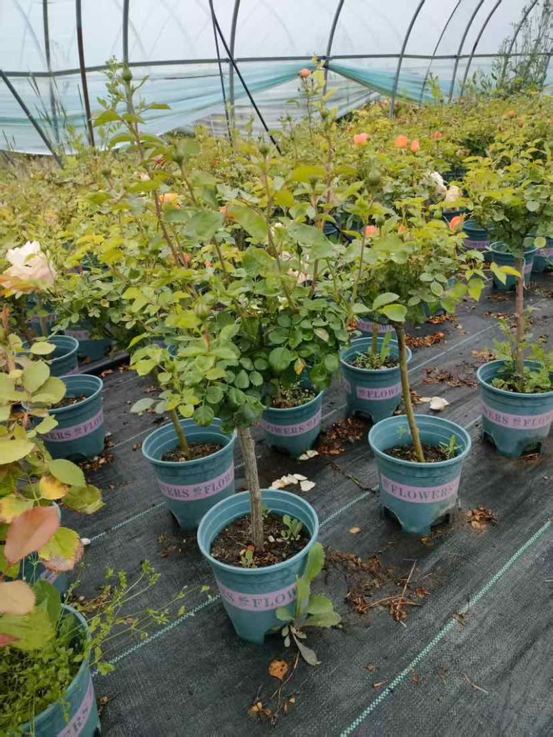 小青杆棒棒糖月季通货批发