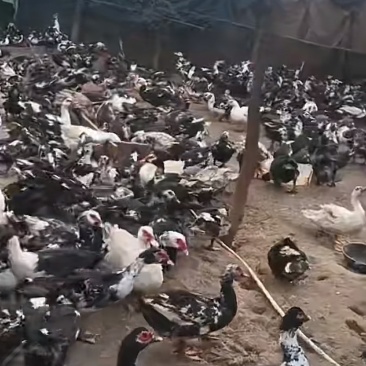 火鸭