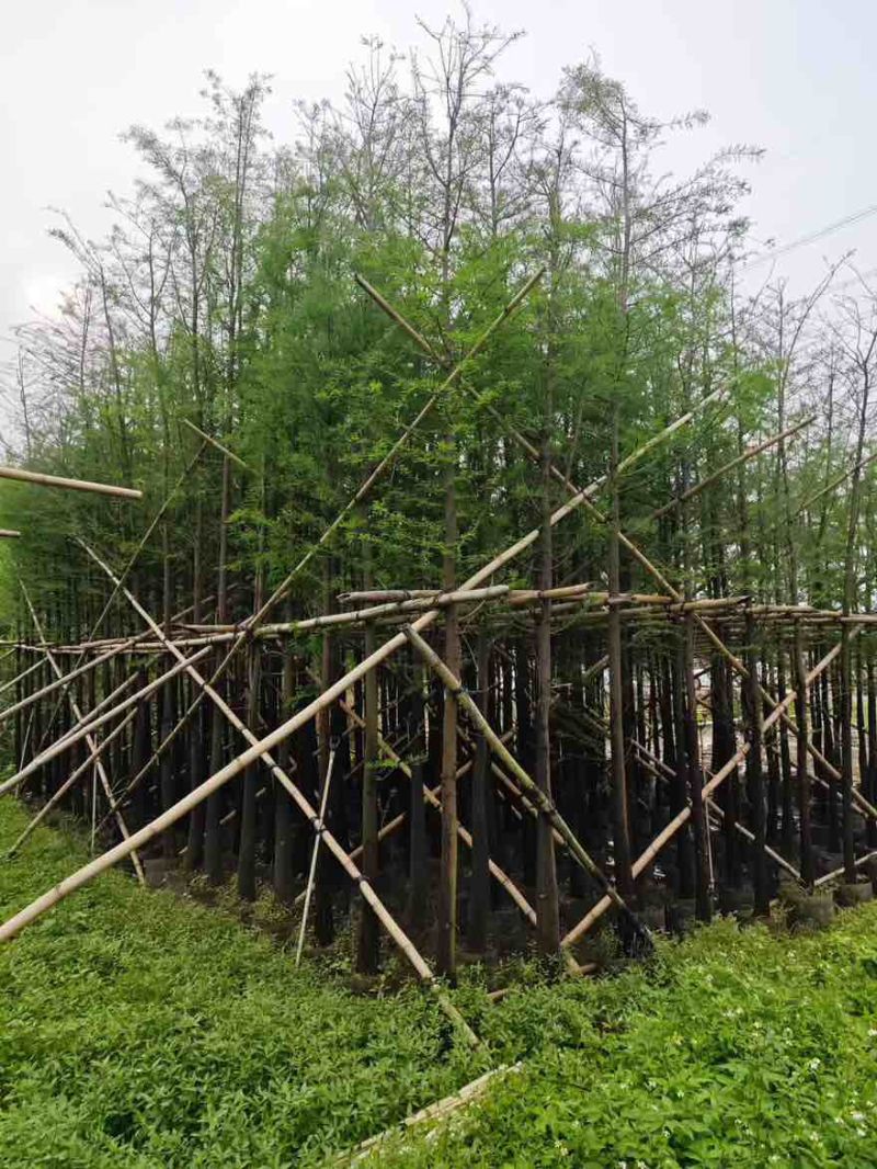 落羽杉3-25分，基地直销，一手货源，大量现货低价出售