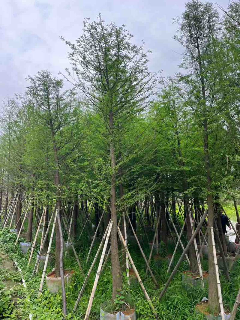 落羽杉3-25分，基地直销，一手货源，大量现货低价出售