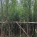 落羽杉3-25分，基地直销，一手货源，大量现货低价出售