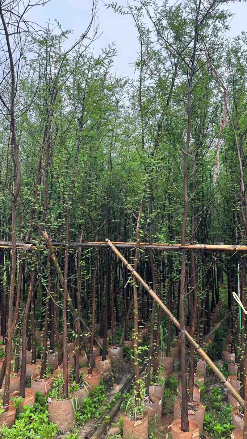 落羽杉3-25分，基地直销，一手货源，大量现货低价出售