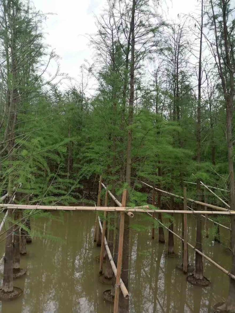 落羽杉3-25分，基地直销，一手货源，大量现货低价出售