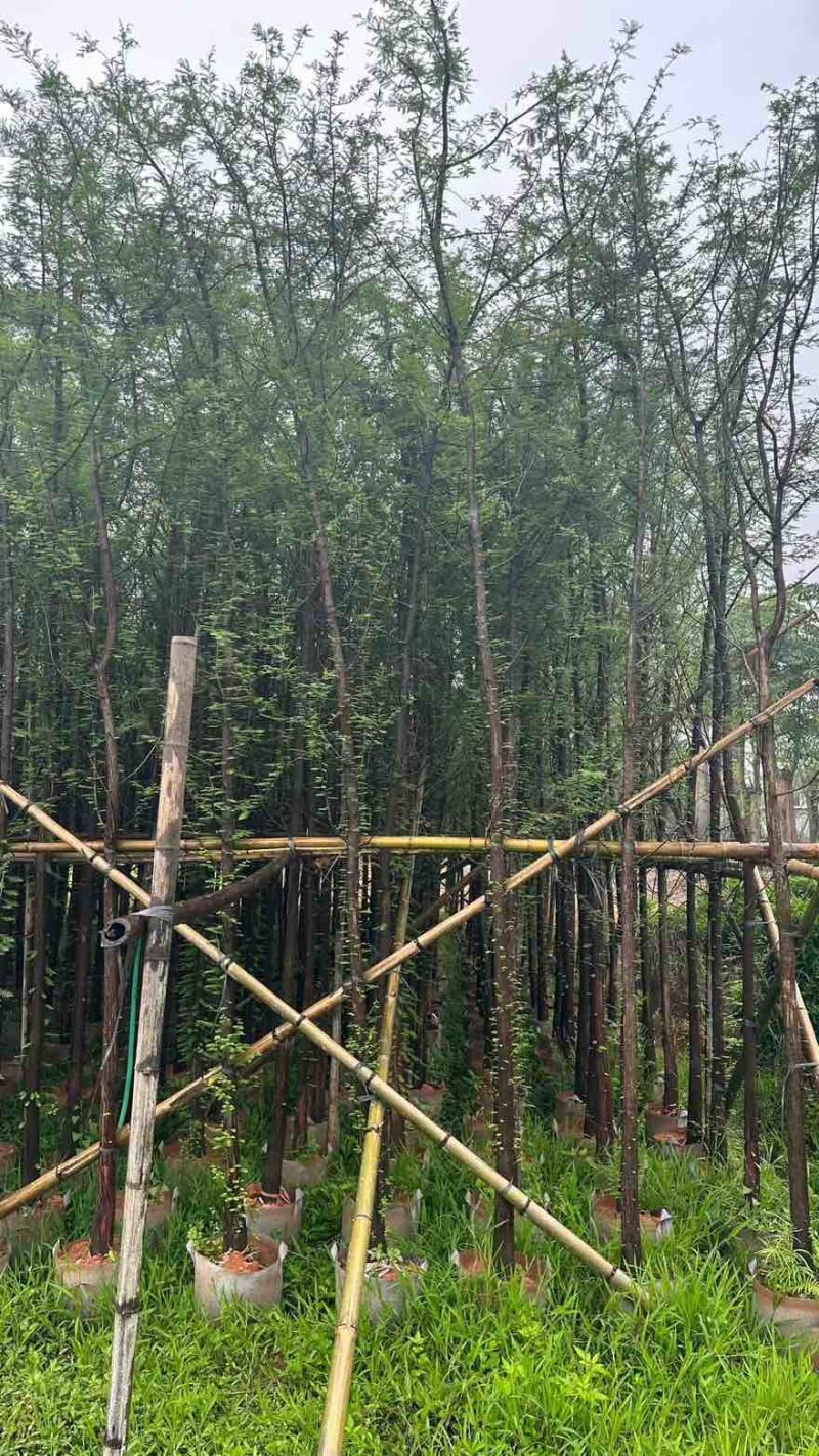 落羽杉3-25分，基地直销，一手货源，大量现货低价出售