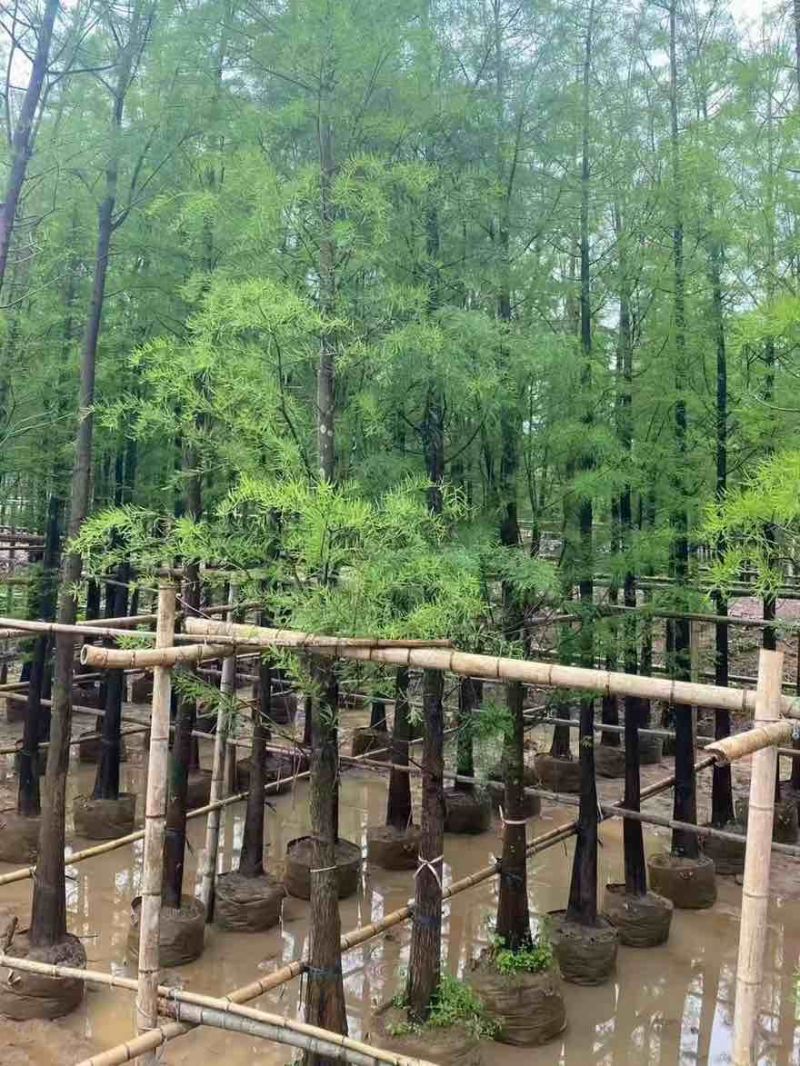 落羽杉3-25分，基地直销，一手货源，各种规格，大量低价出售