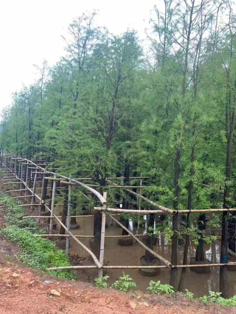 落羽杉3-25分，基地直销，一手货源，各种规格，大量低价出售