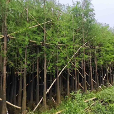 落羽杉3-25分，基地直销，一手货源，各种规格，大量低价出售