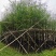 落羽杉3-25分，基地直销，一手货源，各种规格，大量低价出售