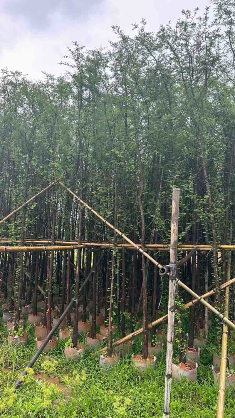 落羽杉3-25分，基地直销，一手货源，各种规格，大量低价出售