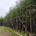 落羽杉3-25分，基地直销，一手货源，各种规格，大量低价出售
