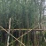 落羽杉3-25分，基地直销，一手货源，各种规格，大量低价出售