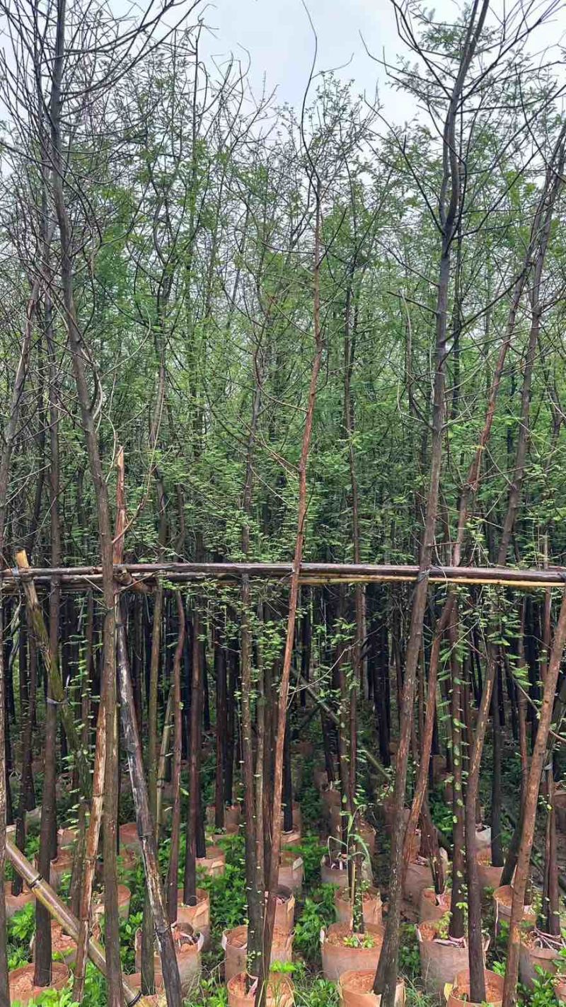 落羽杉3-25分，基地直销，一手货源，各种规格，大量低价出售