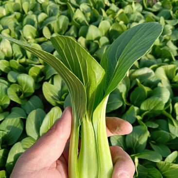 上海青（小青菜）