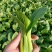 上海青（小青菜）